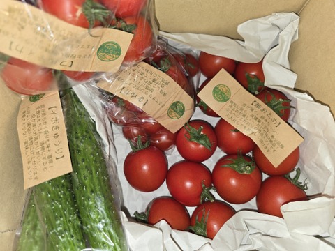 今が旬！真っ只中♪ 一箱で二度美味しい♪ぶるベジこだわり🍅【華おとめ】+【季節のとまとMix】１㌔箱　＋　朝モギきゅうり🥒３本付き