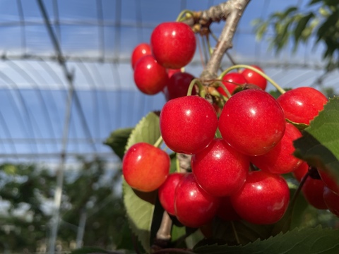 『予約』1キロさくらんぼ【佐藤錦】(500g×2)