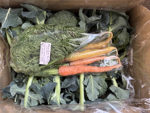 ともちゃんのブロッコリー１０本