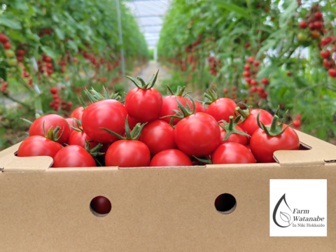 【数量限定品】ミニトマトジュース(北海道仁木町産ミニトマト100%)１L ×６本～無塩、無糖、保存料無添加 栽培期間中農薬・化学肥料不使用、除草剤不使用