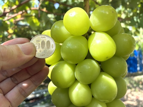 限定1点ﾓﾉ！:特大ビッグサイズ1房700g！☆山梨県産シャインマスカット贈答　ギフト　家庭用にも　予約No.14
