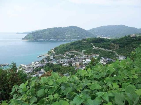 とにかく甘い！ひめまる石地みかん（小玉5Kg）