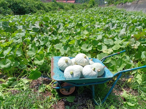 まるで栗！「白い九重栗」カボチャ　2玉(約6kg)