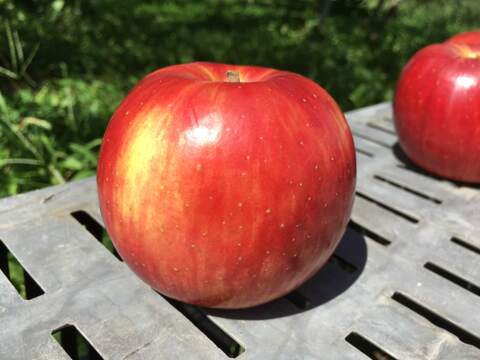 【----】シナノピッコロ 訳あり 約2.5kg(7-14玉)  9月中旬頃発送開始予定 #YAV0B025