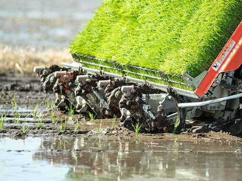 【令和7年新米】【隔月6ヶ月定期】新潟県保内産コシヒカリ 4.8kg