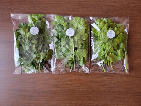 食べ頃の葉のみ収穫！農薬不使用でそのまま食べられるパクチー100g