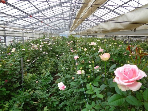 母に日の特別な贈り物　100輪の蕾付き　ミニバラ特大鉢