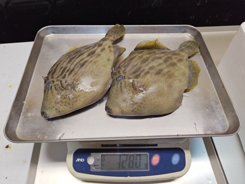 【確実に太い】本カワハギ/活ジメ/超特大サイズ/600～700g/大型厳選【1/17~1/18のみ】