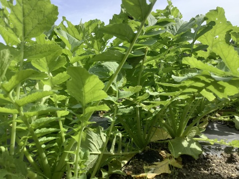 今は葉をむしゃむしゃ食べる時期ですよー！カラダ喜ぶ間引き菜セット（大根葉、人参葉、蕪菜など）約1kg