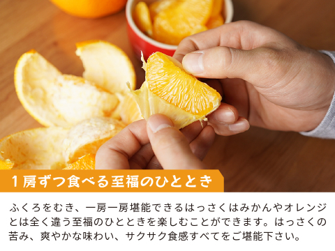はっさく（八朔）｜和歌山県海南市下津町から産地直送でお届け（家庭用