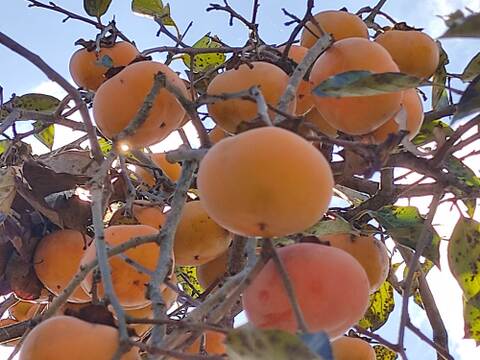 ✨【甘柿（富有柿）】2.8kg（23～30玉）　農薬肥料不使用の自然栽培✨