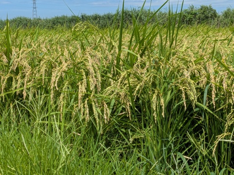 【令和7年新米】コシヒカリ 特別栽培米（2kg 精米）