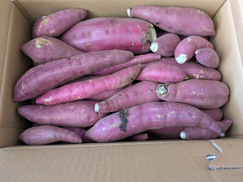 超お得！食品ロス削減応援・訳あり紅はるか5キロ以上！目一杯詰めます。