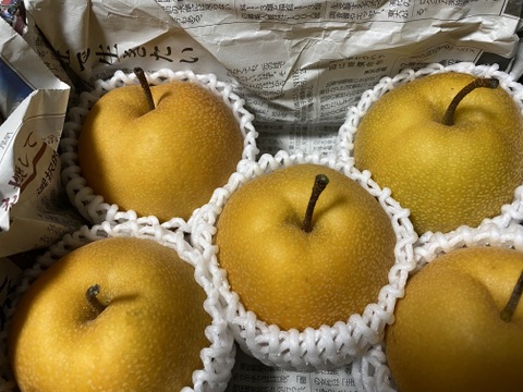 【静岡県産】志太梨（ご自宅用バラ1.5kg前後）