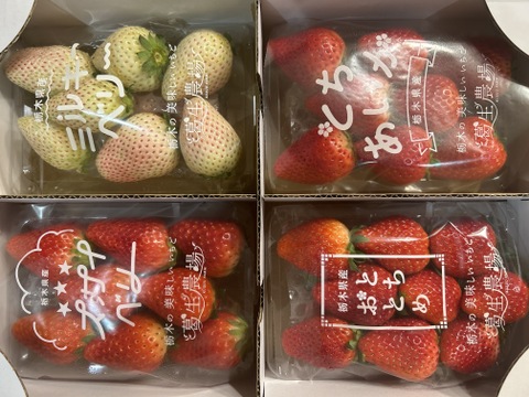 【食べチョク限定】摘みたて直送！ミルキーベリー入り！とちぎのいちご4種詰め合わせセット（4パック）（260ｇ×4パック）【いちご食べ比べ】