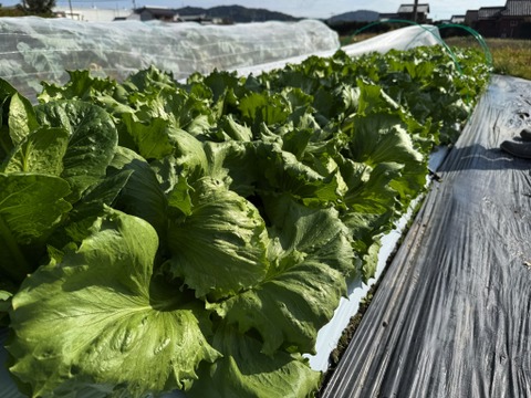 【カレンダー付】絶品！とくうま秋冬野菜１０〜１２品セット＜１１月発送分＞