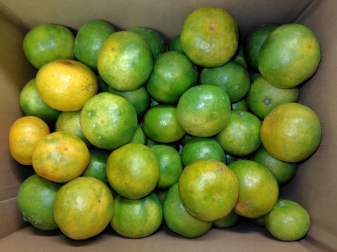 フレッシュ青切りみかん　小さなサイズ　約2.5㎏