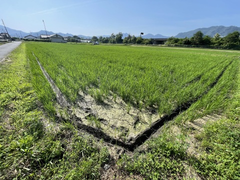 【令和7年産新米】「丹波ひかみ米　コシヒカリ」（精米4.5ｋｇ）