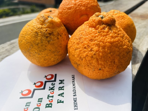 完熟不知火（デコ）訳あり・5kg