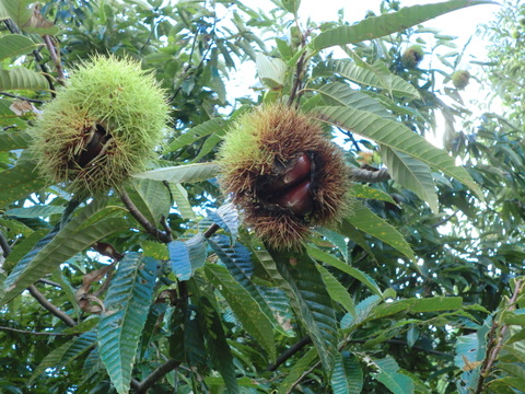 【１０月収穫の新鮮な栗】 マンモス栗　新鮮秋の栗