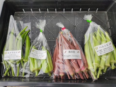 🌈珍しいオクラ4種食べ比べ 約500g～600g｜5品種から4種｜ダビデの星入り⭐｜農薬・化学肥料不使用🌈