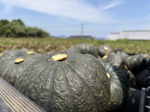 くり大将｜ホクホク甘い 栗のように濃厚な味わい島育ちのかぼちゃ 4.5kg