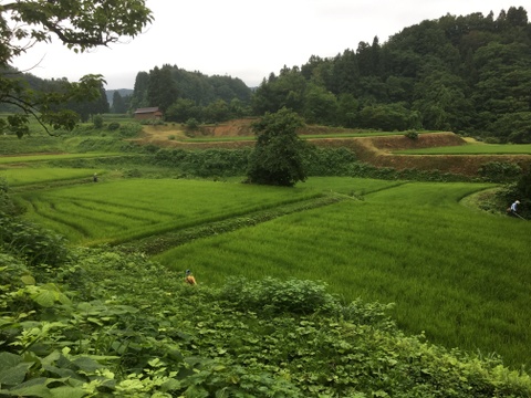 本物。棚田米　昔こしひかり令和4年度産　5ｋｇ　美味い米の新潟県一之貝産