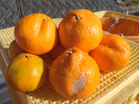 【数量限定】お買い得‼️大玉サイズばかり　興津早生みかん🍊　10kg(箱込み)