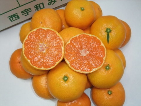 とにかく甘い！ひめまる石地みかん（小玉３Kg）