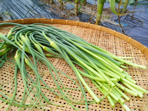 【希少★期間・数量限定　ニンニクの芽2kg】農薬・除草剤・化学肥料不使用