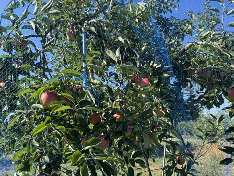 【最終】【吉池果樹園の１品種目】希少な夏りんご『夏あかり』３㎏
N-k3