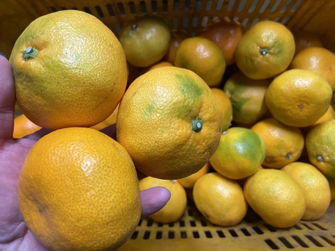 【１１月１８日～２３日収穫】ひとつで満足！【おおだま】早生ミカン”５kg”