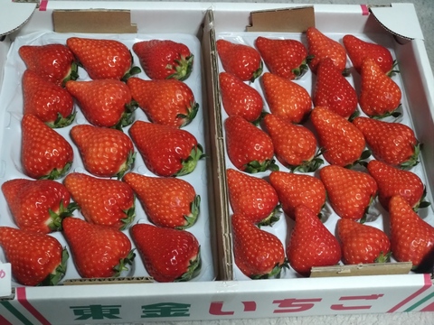 こだわり完熟いちご美味しさ２倍(かんなひめ)当日発送対応中。