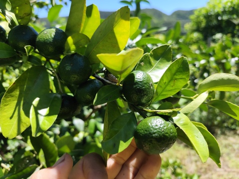 期間限定！奄美大島産の南国シークワーサー✿香りと酸味が際立つ新鮮果実 3kg✿農薬不使用栽培です。毎日のドリンクやスイーツ、お料理に楽しめます。