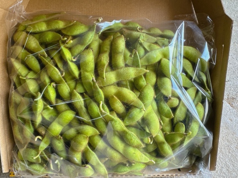 丹波産黒枝豆‼️【本黒枝豆はこの時期しか食べれません‼️】1kg入‼️