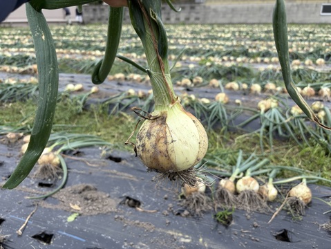 【Big Time Onion】お得用詰め合わせセット　5kg