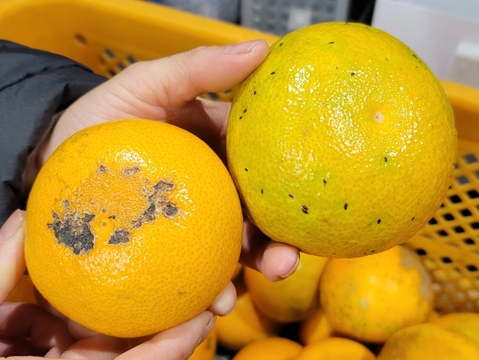 【八朔(はっさく) 訳あり 8kg】傷 青み多め