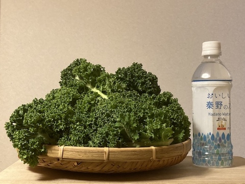 【カリーノケール（サラダケール）】350g　農薬・化学肥料不使用