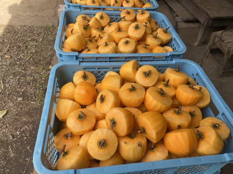 甲斐の国名産【枯露(ころ)柿】
太陽と風が渋〜い甲州百目柿を甘〜い干し柿に育てました！南国果実の様な濃厚な天然スイーツ・干し柿 500g(個包装8〜10個)