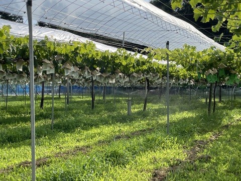 【農薬節約栽培】 ブラックビート(種なし) 2キロ箱　山梨県産