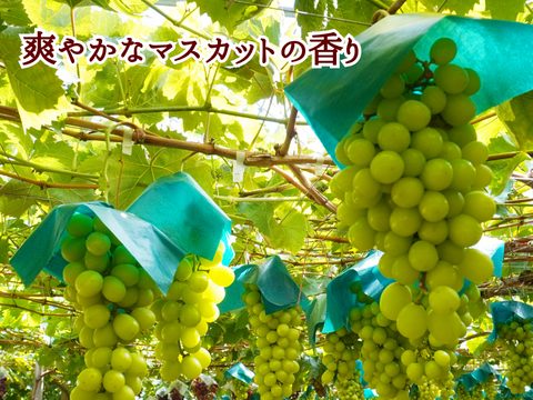 シャインマスカットの宝石箱　厳選18粒　【信州長野県産】※2024年先行予約※9月より発送開始