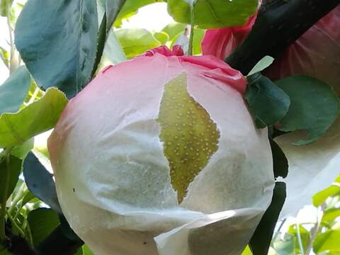 糖度13以上 BIGサイズ美味しい豊水梨5㎏箱 8～12個入り