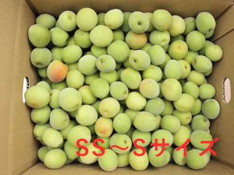【6月上旬お届け予定】南高梅 3kg 2Lサイズ以上（約3.3~3.7cm） 1400-2l