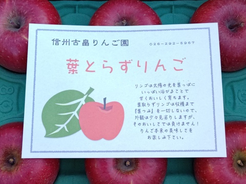 信州産葉とらずサンふじプレミアム3kg8〜11個入り　信州古畠りんご園直送　ご贈答用にもおすすめ