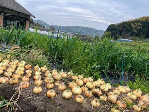 玉ねぎ　1箱8キロ