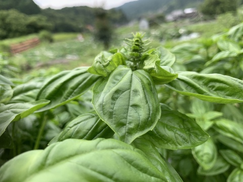 訳あり！バジル農家の採れたて生バジル　５００g