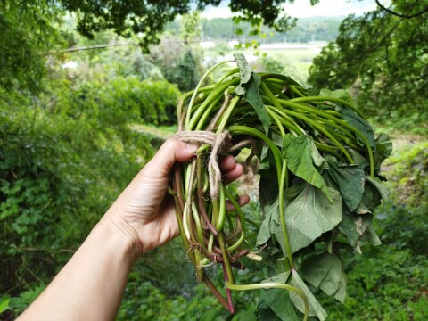 ラストチャンス！さつま芋の苗〈高系14号〉10本【農薬等不使用栽培】