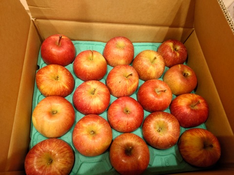 【王道サンふじ】　5㎏　13～20玉　本場青森りんご　農家直送　元気なりんご