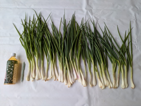 甘さと辛さの絶妙なバランス！『九州博多』のワケギ