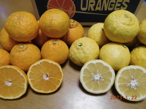 【柑橘食べ比べ】（規格外）伊豆産「デコ（不知火）」 と「はるか」うれしい詰め合わせ！ 正味4.0㎏